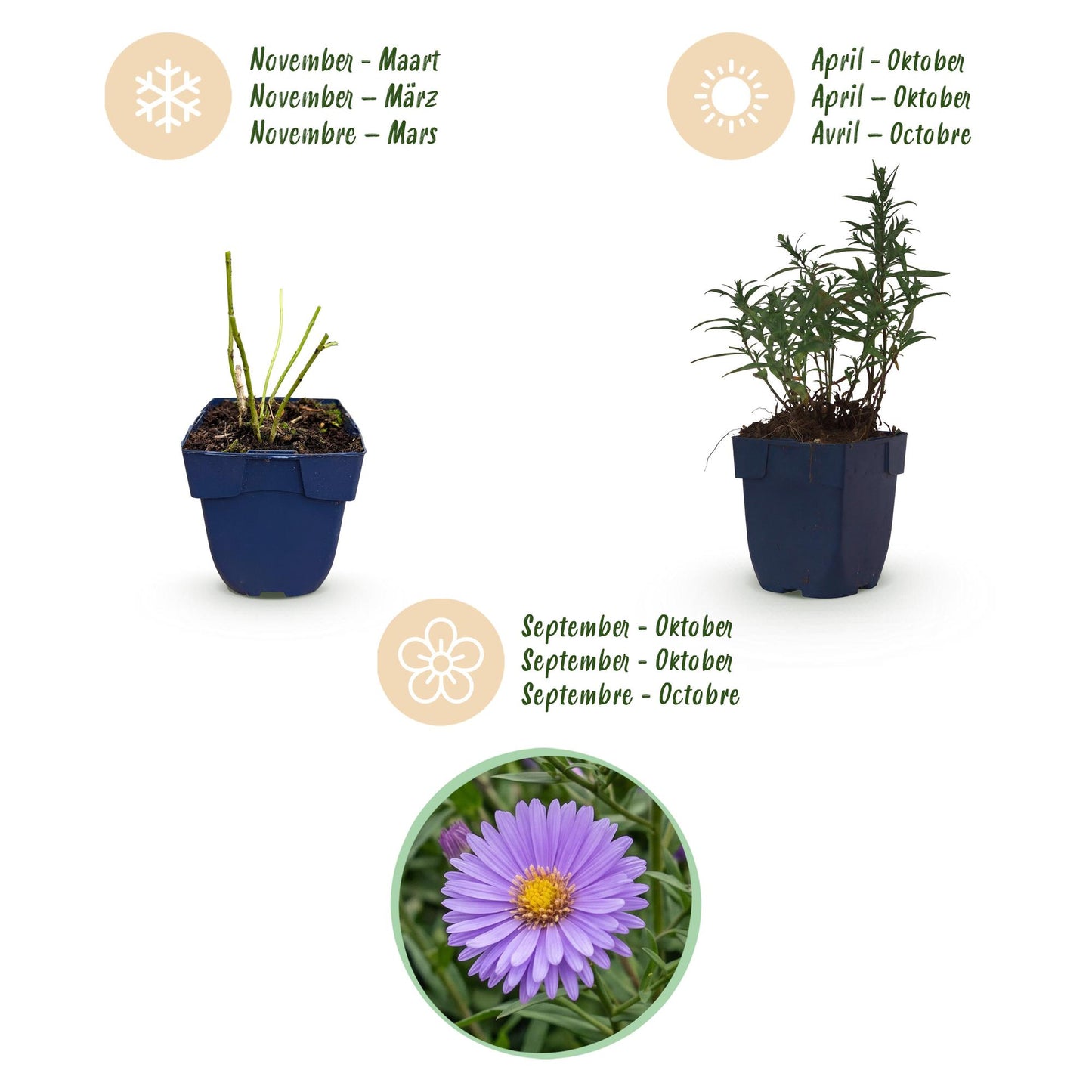 Perennial - Aster (D) Mediterranean - Sea Aster - Bee and Butterfly Attractor - Purple - 1 Plant - Pot 11cm - Height 15-25cm