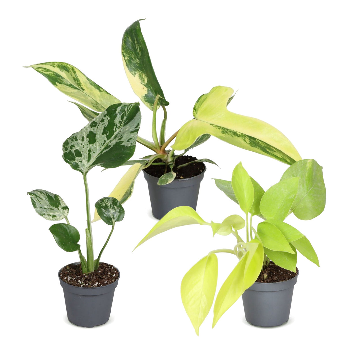 3x Baby Tropical Mix - Diversen - Tropisch - Ø6cm - ↕10-15cm