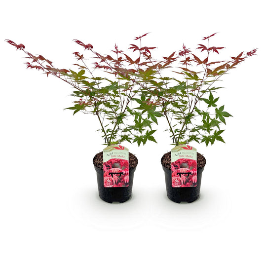 Green boutiQ - Terrasplant - Japanse Esdoorn - Acer palmatum Beni Maiko - Rood - 2 Planten - Bladverliezend - Pot 19cm Hoogte 70cm