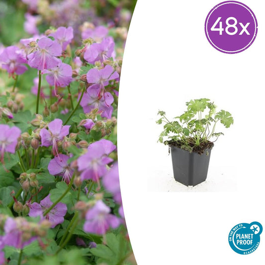 48x Geranium cant. 'Cambridge' - ↕10-25cm - Ø9cm