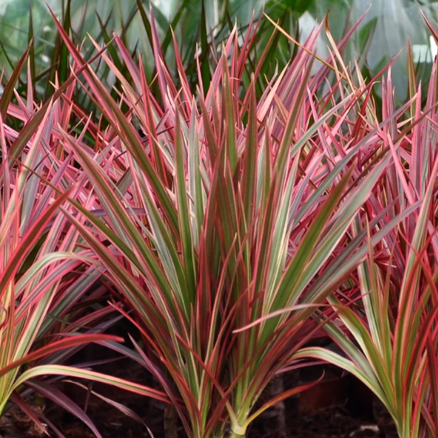 Green BoutiQ - Green is... Houseplants - Dracaena Magenta - Dragon Blood Tree - Low maintenance - Green - 1 Plant - Pot 21cm - Height 90-100cm