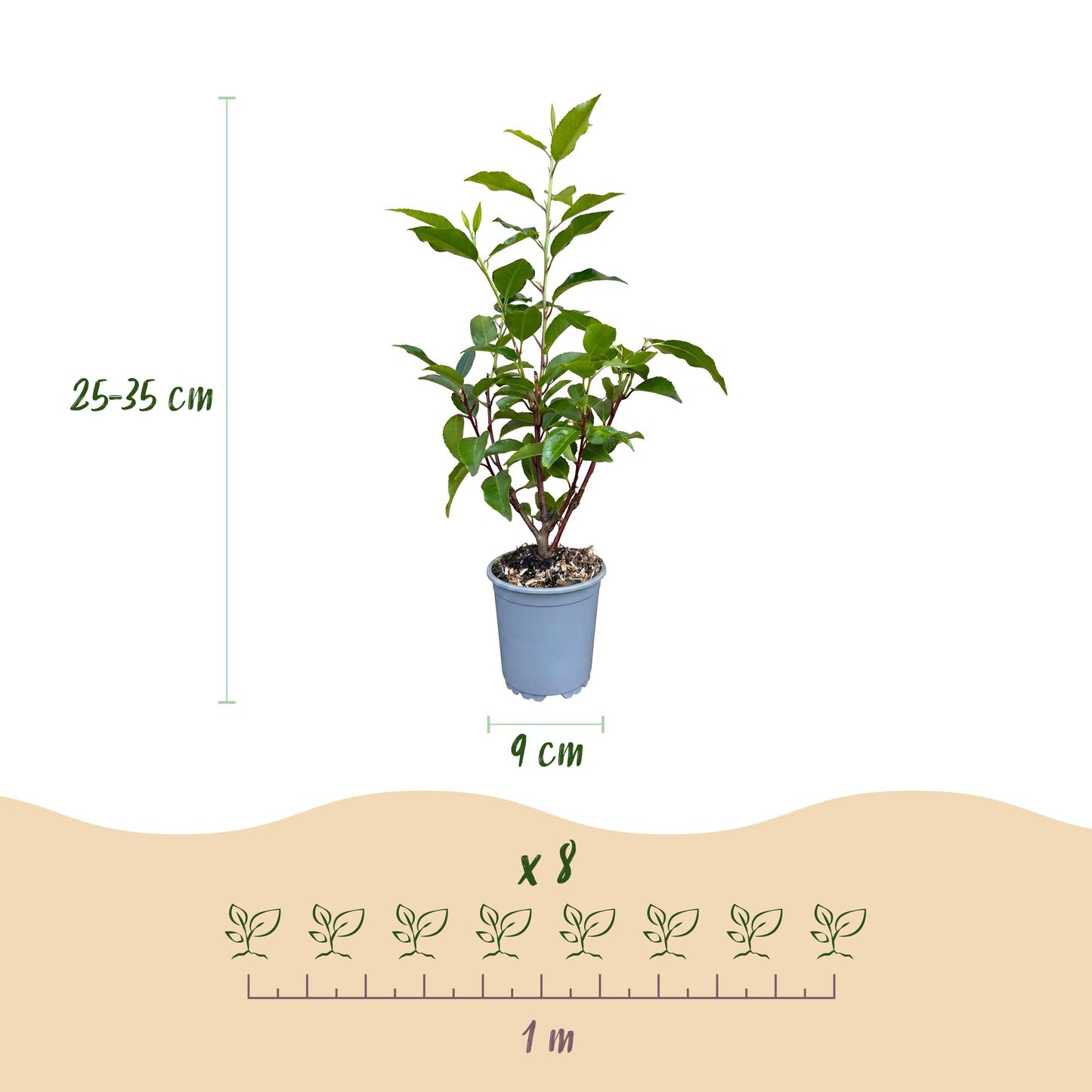 Green boutiQ - 16x Prunus lusitanica Angustifolia - Portuguese Laurel - Hedge Plants - Evergreen - Green - Pot 9cm - Height 25-35cm