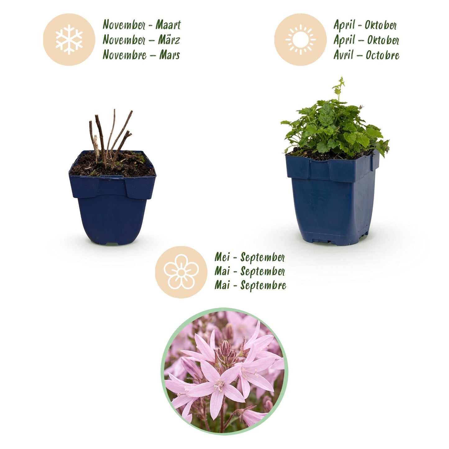 Vasteplant - Campanula posch. Lisduggan Variety - Perzikbladklokje - Bodembedekkend - Wit - 1 Plant - Pot 11cm - Hoogte 15-25cm
