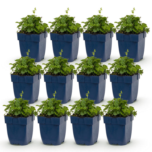 Green boutiQ - Plante vivace - Campanula posch. Lisduggan Variety - Gant de cour - Couvrant de sol - Blanc - 12 Plantes - Pot 11cm - Hauteur 15-25cm