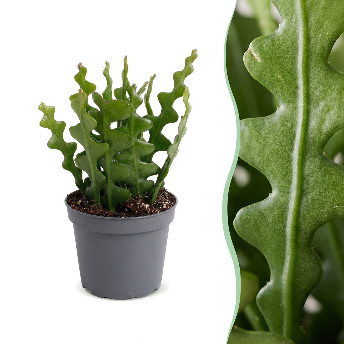 Epiphyllum Anguliger - Koningin van de Nacht - Zigzagcactus - Ø6cm - ↕15cm