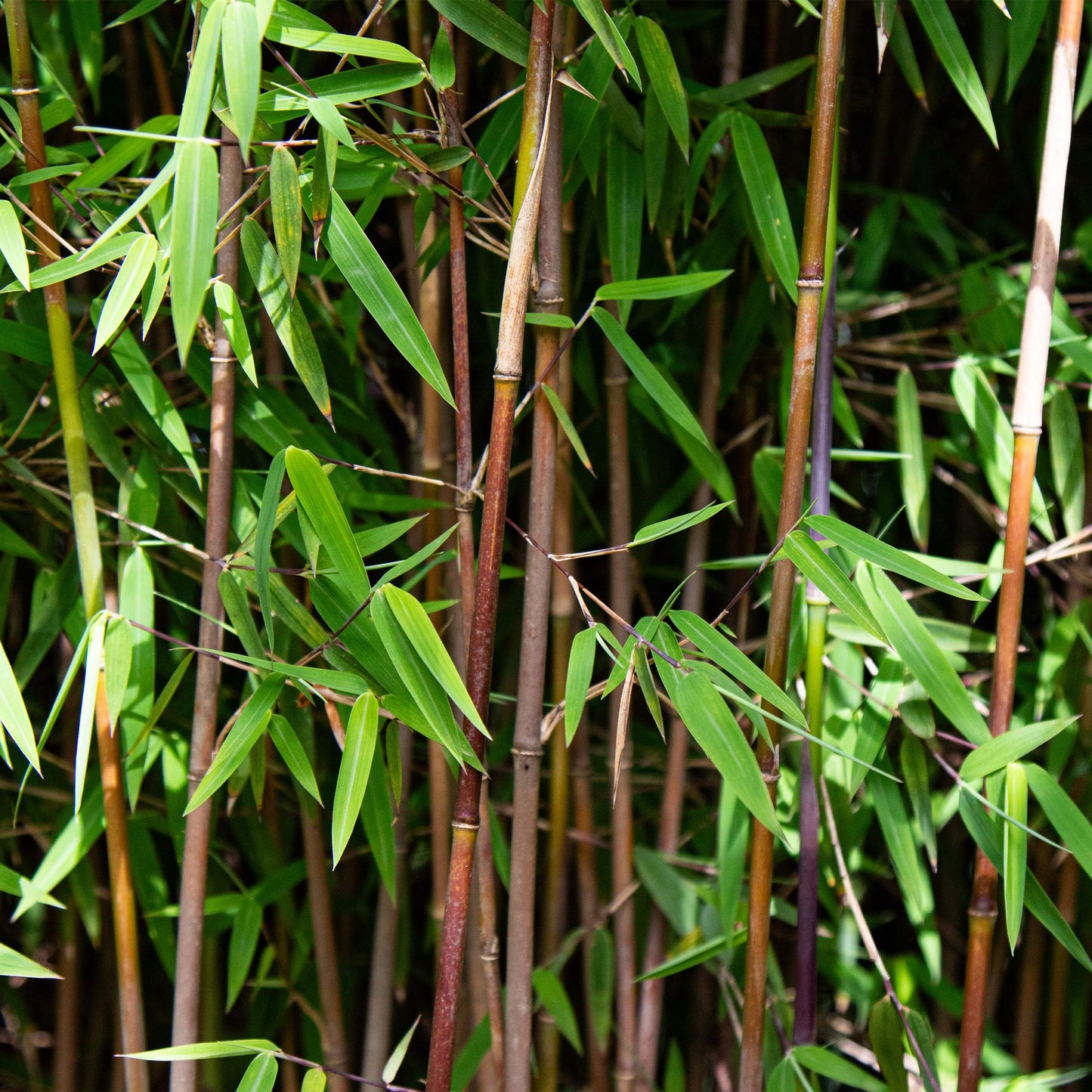 Grasses - Fargesia nitida Red Dragon - Non-invasive Bamboo - Evergreen - Green - 2 Plants - Pot 23 cm - Height 80 cm