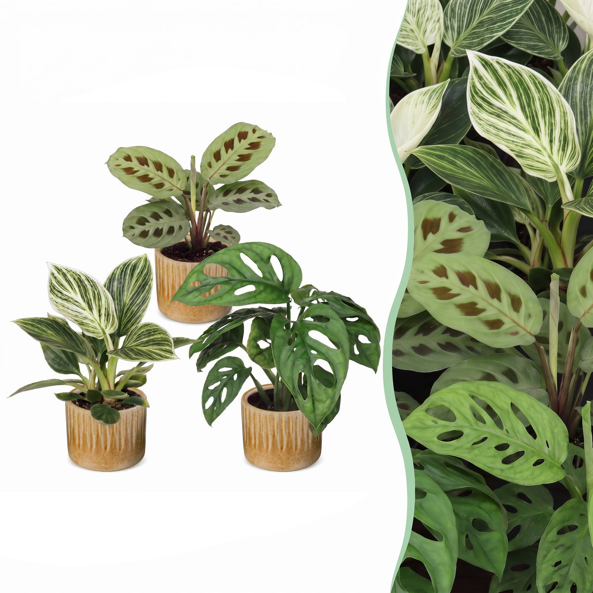 3x Baby Plant Surprise Box - Small plants surprise box - Assorted - Tropical - incl. Linnea Honey - Ø6cm - ↕5-15cm