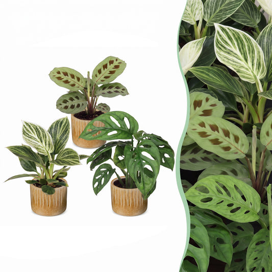 3x Box a sorpresa di piantine - Box a sorpresa piccole piante - Miste - Tropicali - incl. Linnea Honey - Ø6cm - ↕5-15cm