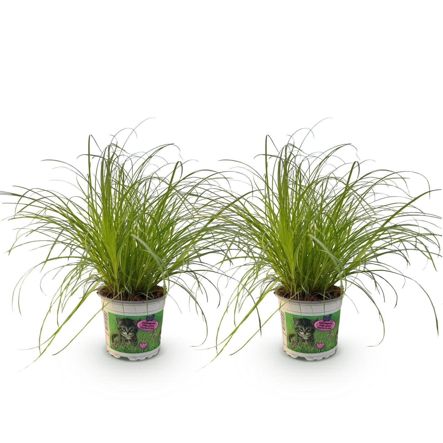 Green boutiQ - Houseplant - Cyperus alternifolius Zumula - Cat grass - Pet-friendly - Green - 2 Plants - 12cm Pot - Height 28-30cm