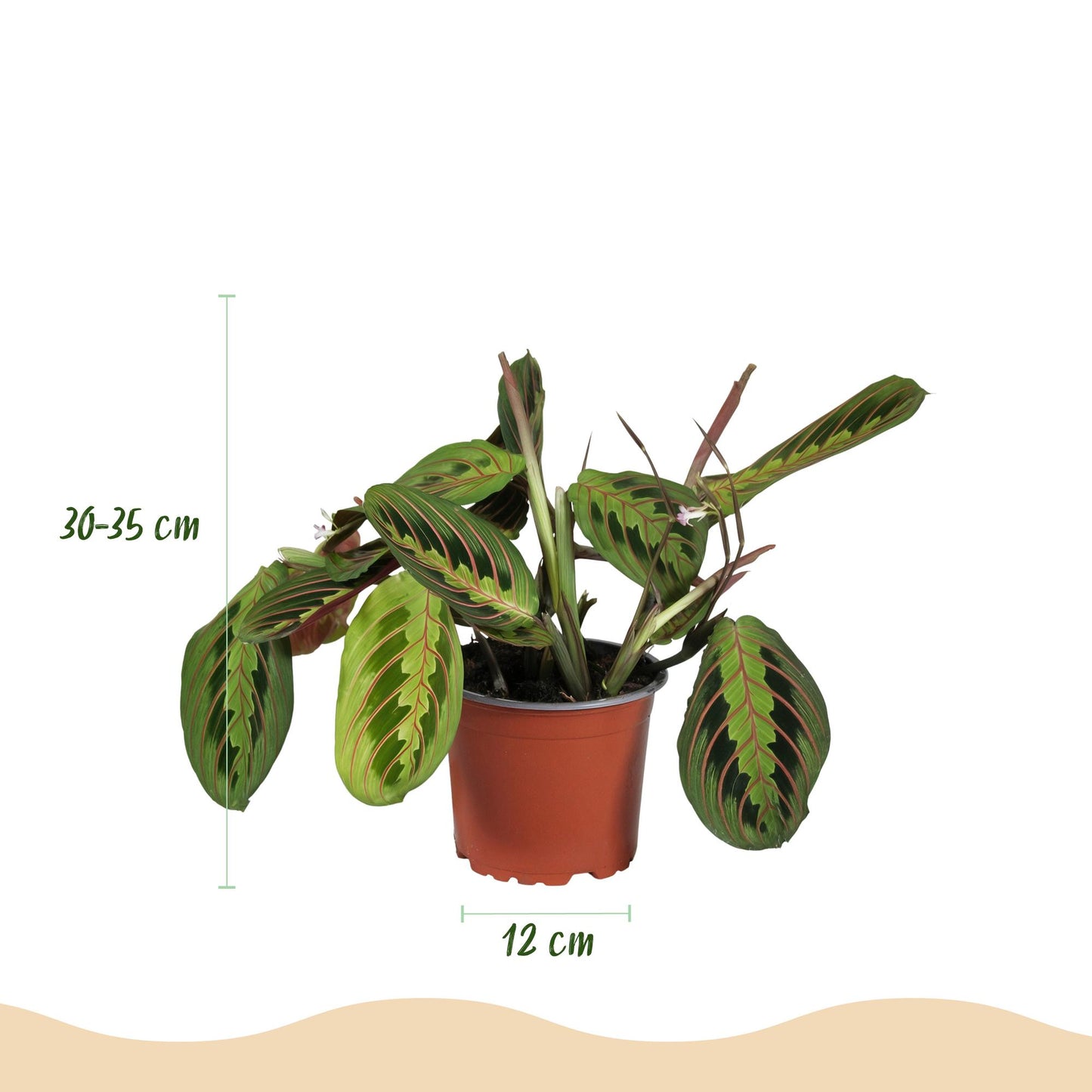 Kamerplant - Maranta Fascinator Tricolour - Gebedsplant - Huisdiervriendelijke Plant - Groen - 1 Plant - met Potter Wit - Pot 12cm - Hoogte 25cm