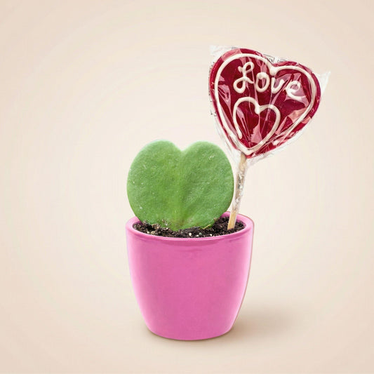 Set di piante Sweetheart - Mini regalo verde - Set di vasi e piante - Rosa