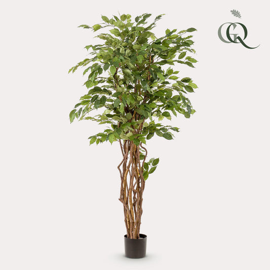 pianta artificiale - Ficus liana - Pianta a foglia di violino - 170 cm