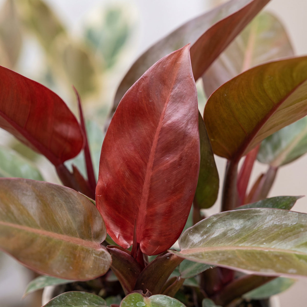 Philodendron Zonrood - Philodendron Sun Red - Groen - Rood - Roze - Tropisch - Ø6cm - ↕10cm
