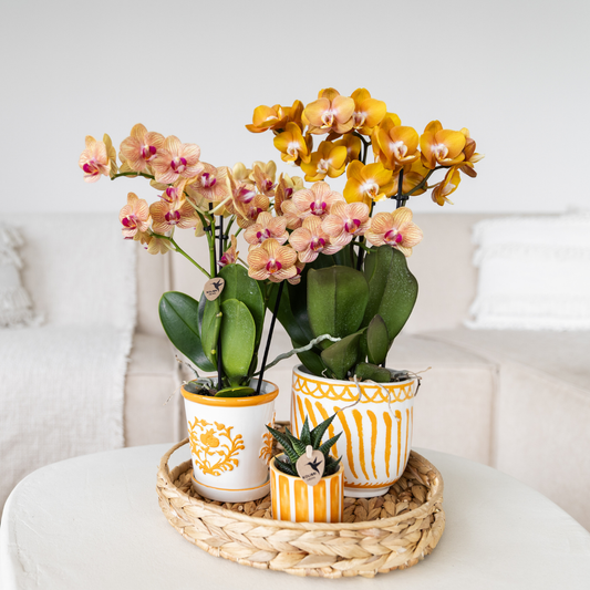 Orchidee colibrì | orchidea arancione Jamaica + Malaga vaso decorativo arancione - dimensioni vaso Ø9cm | pianta d'appartamento in fiore - fresca dal coltivatore