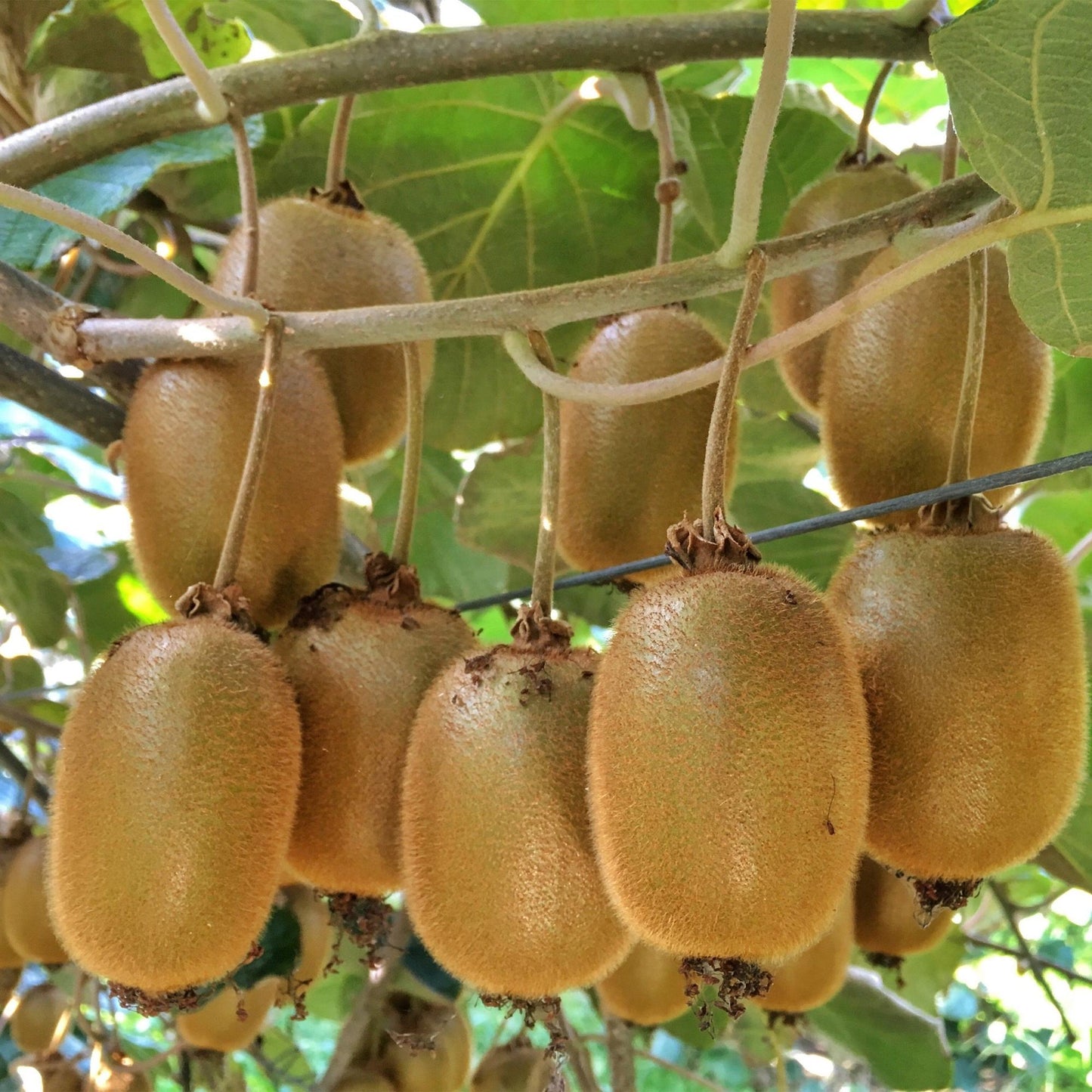 Fruit plant - Actinidia Weiki & Hayward - Kiwi plant - 1 Male - 3 Female - Plants - Green - Pot 15cm - Height 50cm