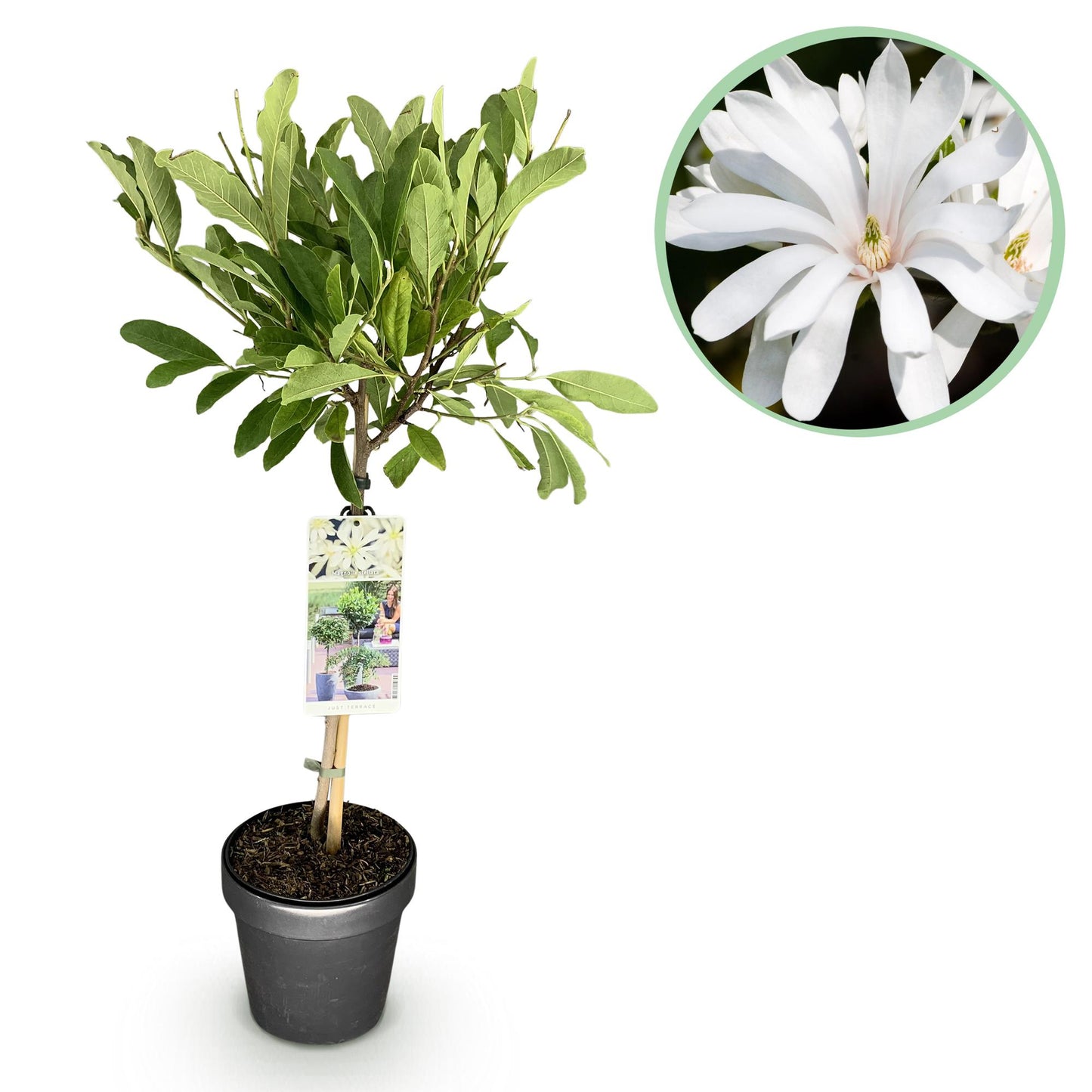 Green boutiQ - Plant on Stem - Magnolia stellata - Terrace Plant - Deciduous - Winter Hardy - White Flower - Pot 19cm Height 90cm