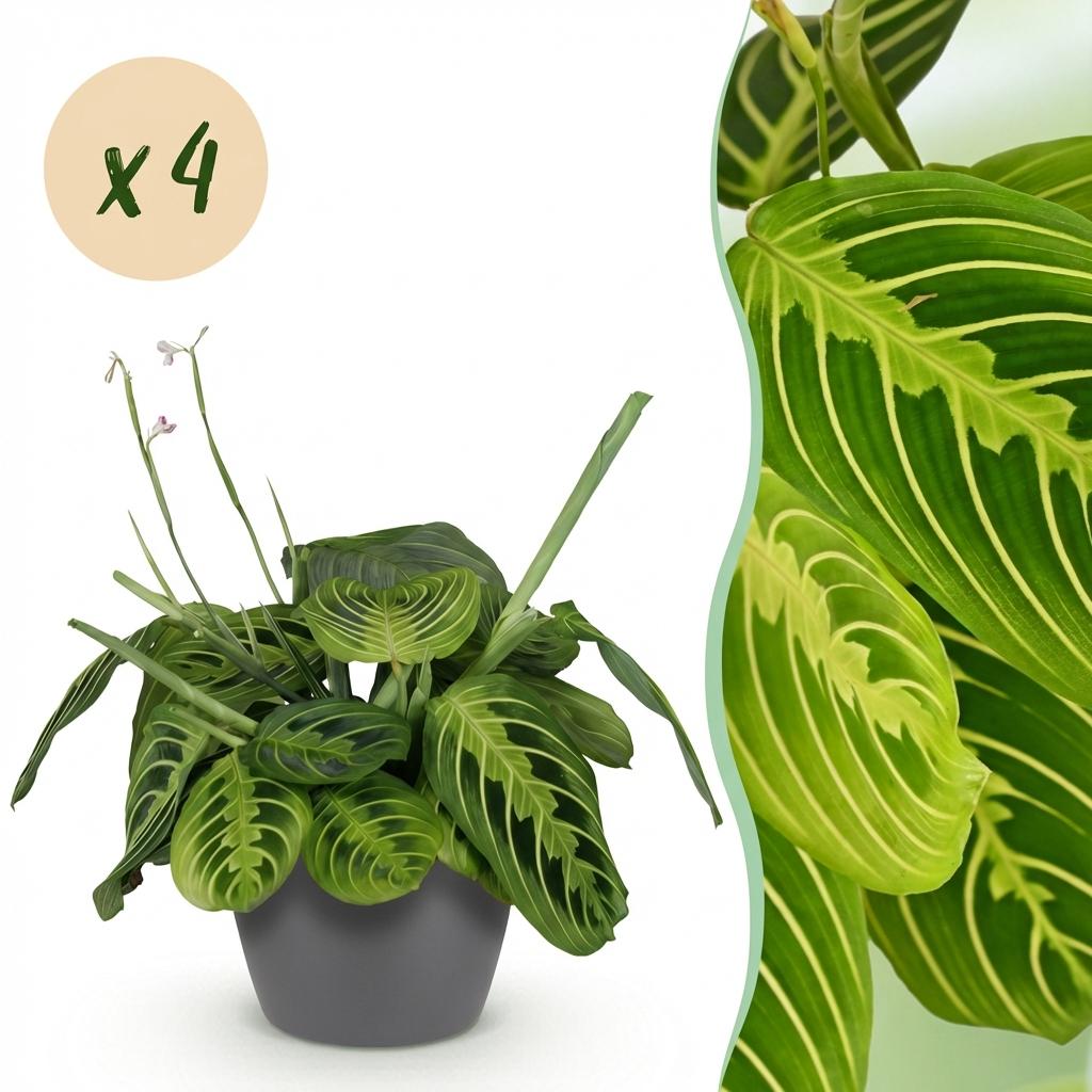 Pianta d'appartamento - Maranta Fascinator Lemon Lime - Pianta della preghiera - Pianta pet-friendly - Verde - 4 Piante - con vaso Grigio - Vaso 12cm - Altezza 25cm