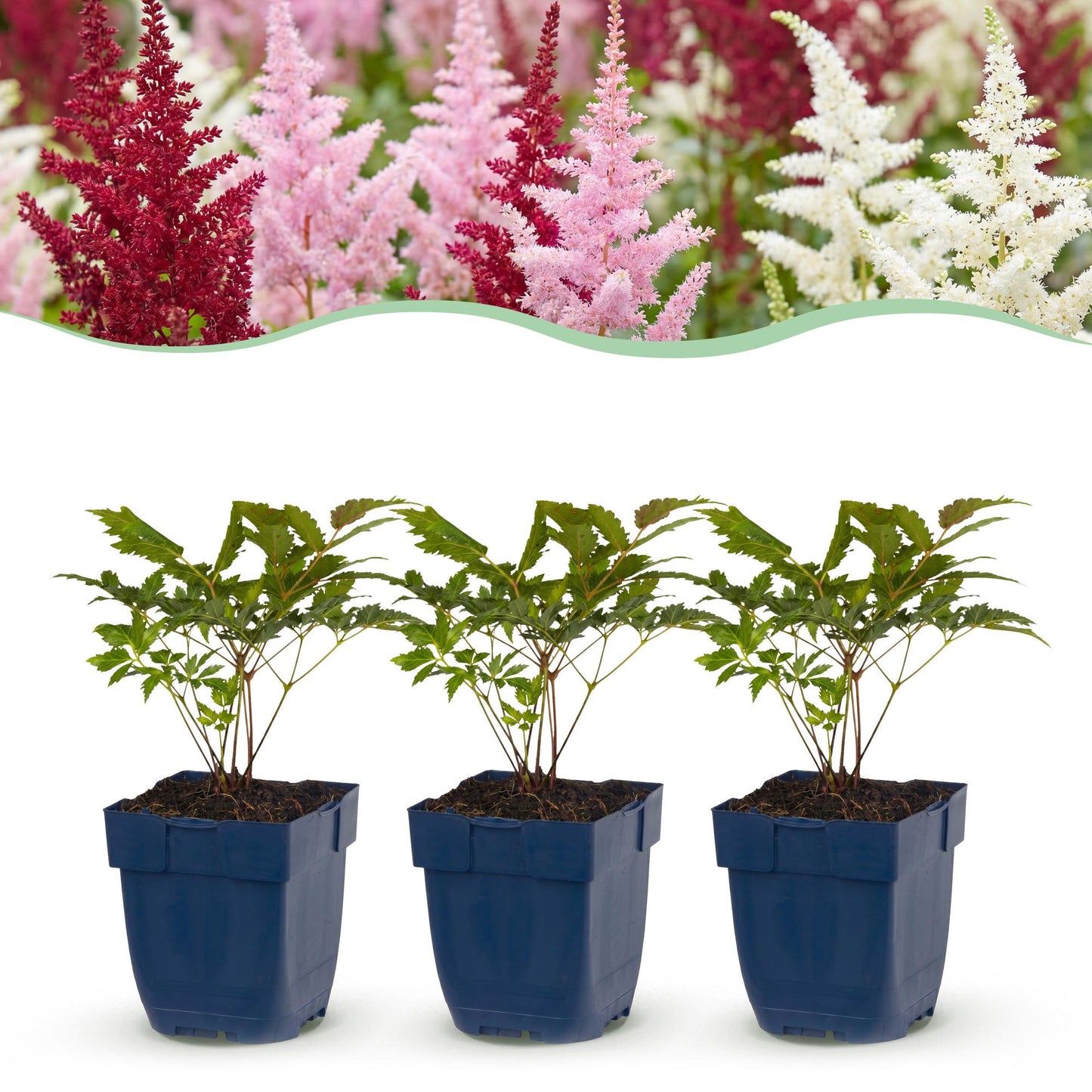 Pianta perenne - Astilbe Tricolour - Spirea - Ombra - Viola - Rosa - Bianco - 12 Piante - Vaso 11cm - Altezza 15-25cm