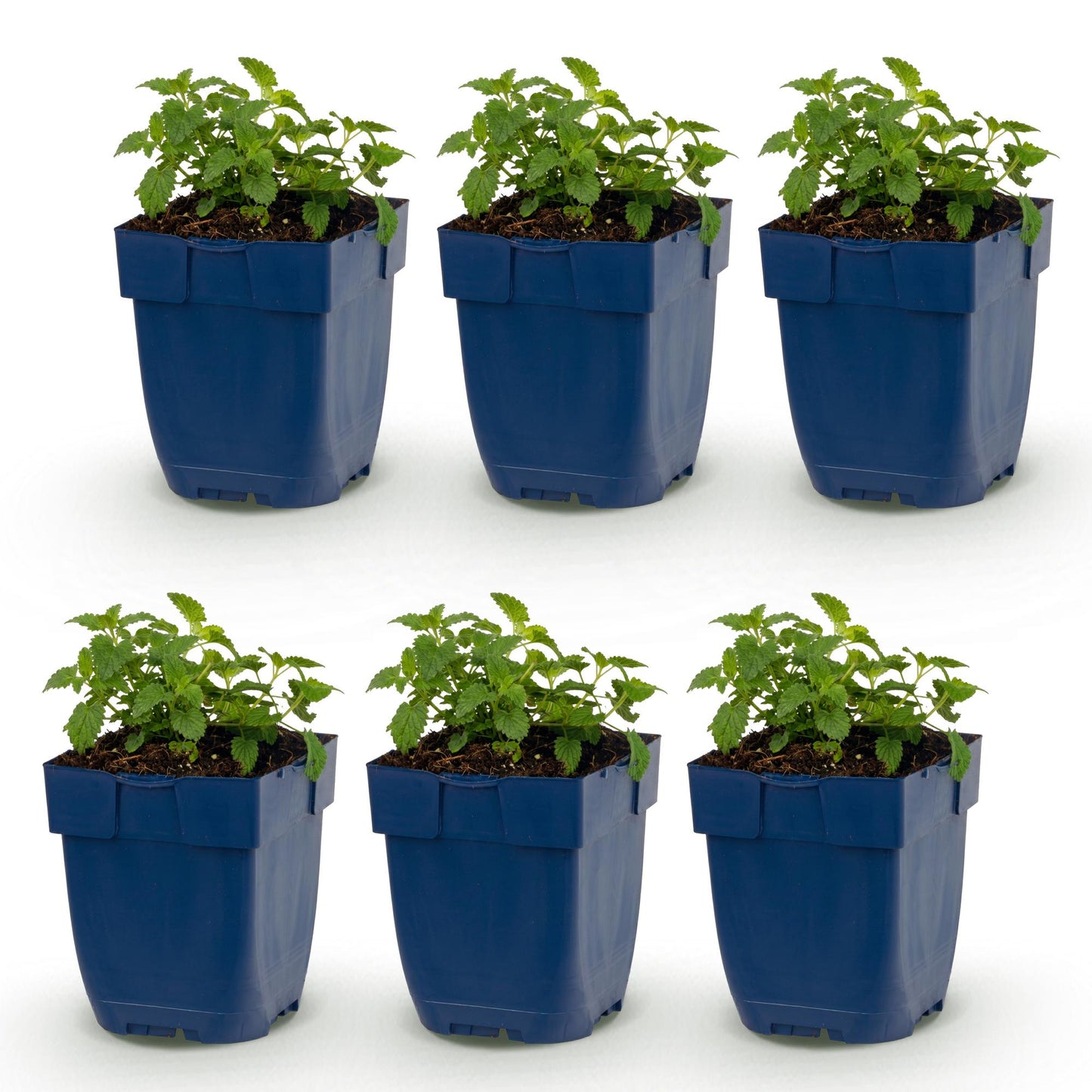 Green boutiQ - Plante vivace - Nepeta faassenii Snowflake - Herbe aux chats - Attire les abeilles et les papillons - Blanc - 6 Plantes - Pot 11cm - Hauteur 15-25cm
