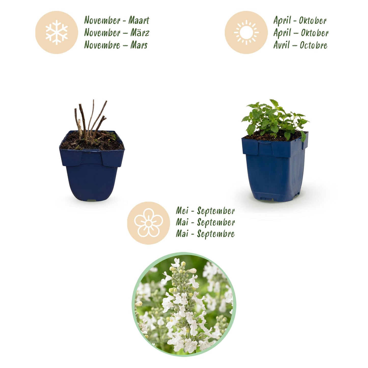 Perennial - Nepeta faassenii Snowflake - Catmint - Bee and Butterfly Attractor - White - 1 Plant - 11cm Pot - 15-25cm Height