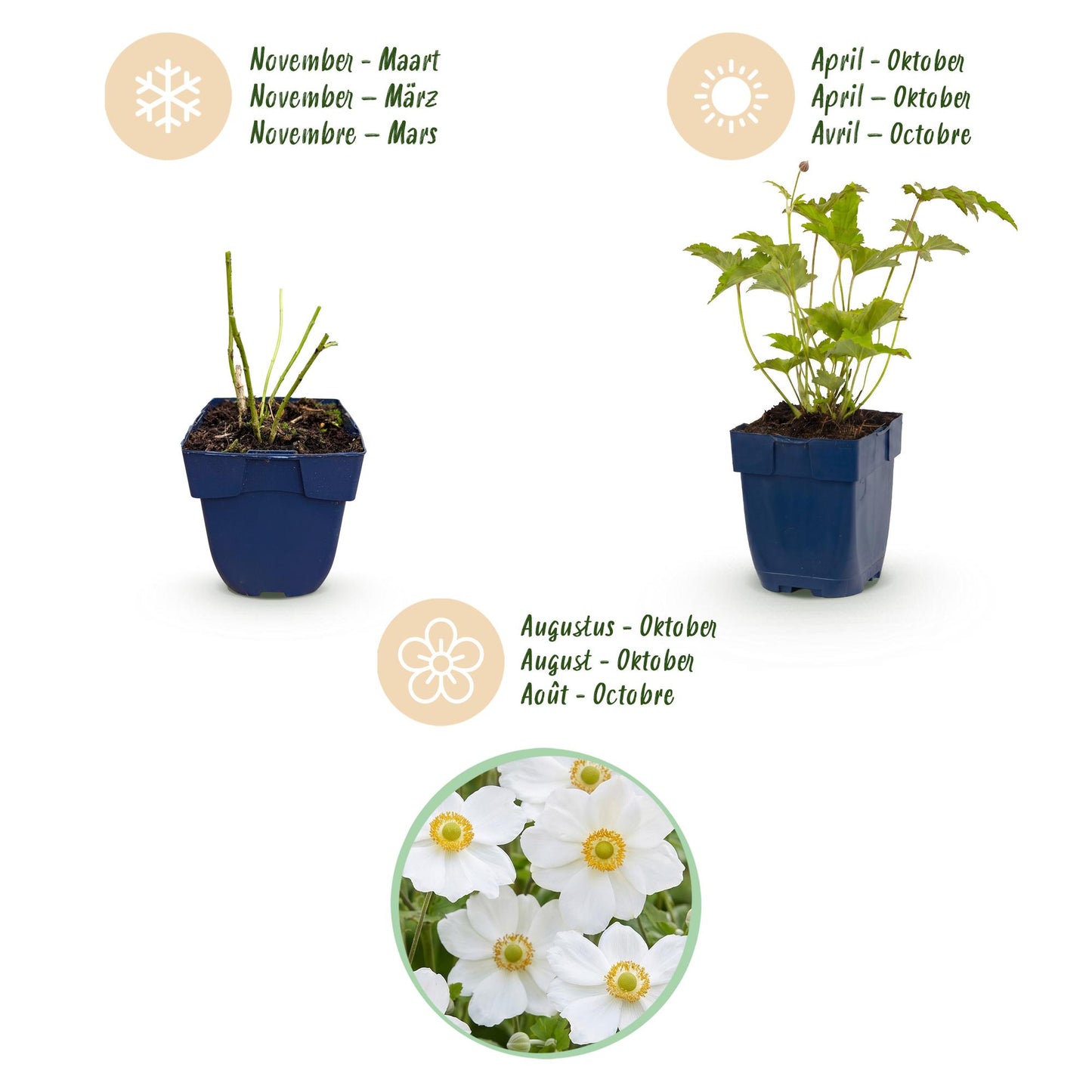 Green boutiQ - Plante vivace - Anemone hybr. Hon. Jobert - Anémone d'automne - Ombre - Blanc - 24 Plantes - Pot de 11 cm - Hauteur 15-25 cm