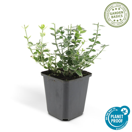 60x Euonymus forte. 'Emerald Gaiety' - ↕10-25cm - Ø9cm