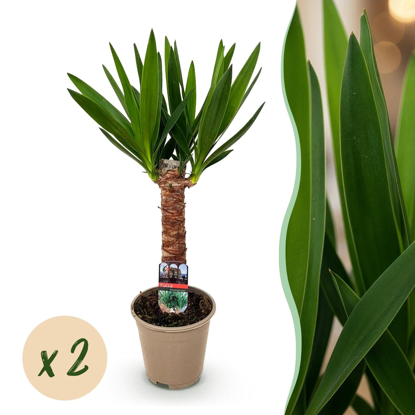Houseplant - Yucca elephantipes - Yucca - Low maintenance - Green - 2 - Pot 14cm - Height 55cm