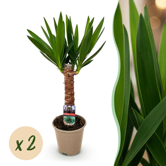 Houseplant - Yucca elephantipes - Yucca - Low maintenance - Green - 2 - Pot 14cm - Height 55cm