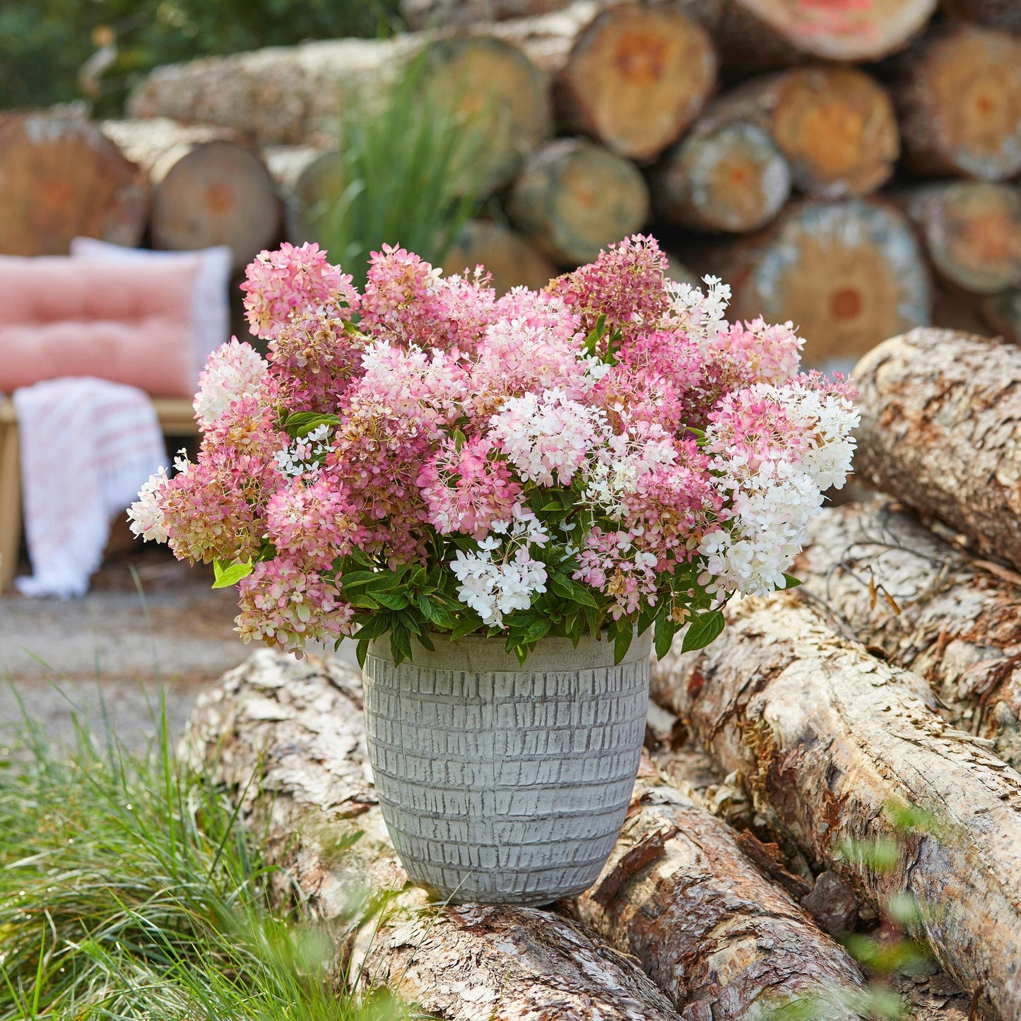 Green boutiQ - Garden Plant - Hydrangea panniculata Groundbreaker Blush - Peegee Hydrangea - Hardy - Pink - 2 Plants - Pot 14cm - Height 20-25cm
