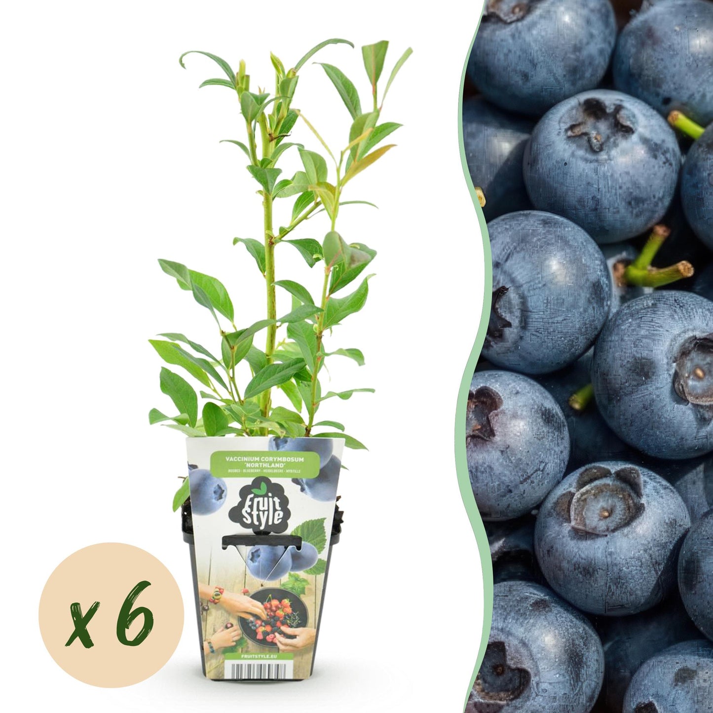 Fruit Plants - Blueberry - Vaccinium corymbosum Northland - Hardy - 6 Plants - Pot 9 cm - Blueberry