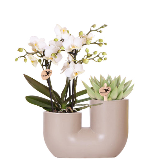 Orchidee colibrì | Set di orchidee bianche di Zurigo e succulente in un vaso tubolare di sabbia - dimensioni del vaso Ø9 cm | pianta da appartamento fiorita - fresca dal coltivatore