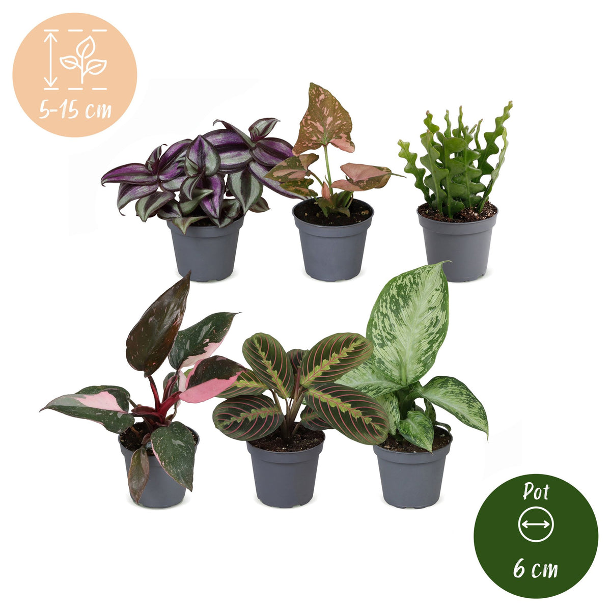 6x Baby Plants Surprise Box - Box a sorpresa di piantine - Varie - Tropicali - Ø6cm - ↕5-15cm