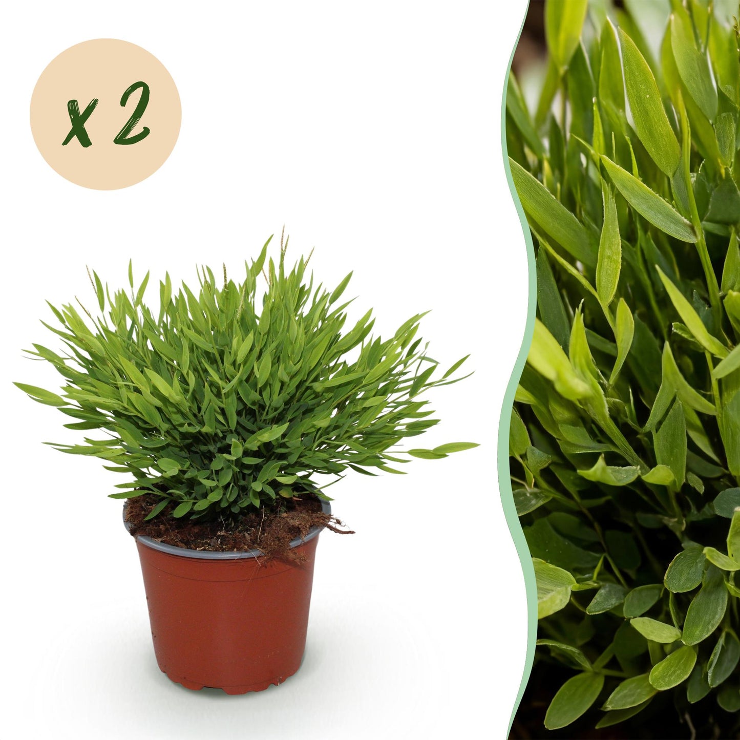 Green boutiQ - Houseplant - Bamusa Pogonatherum Monica - Bamboo Grass - Pet Friendly - Green - 2 Plants - 12cm Pot - Height 30-35cm