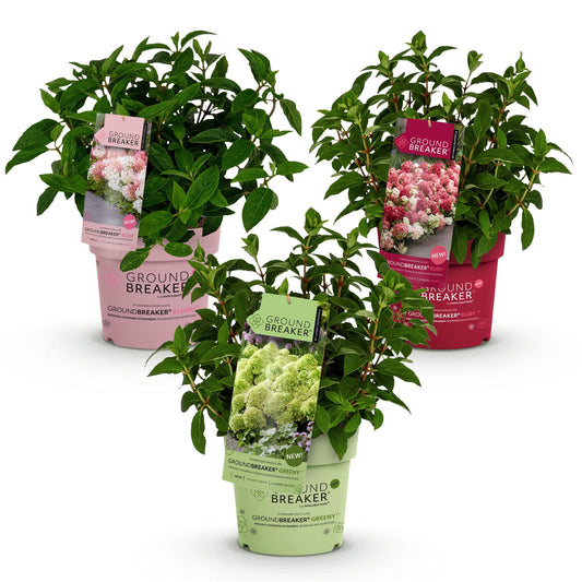 Green boutiQ - Garden Plant - Hydrangea panniculata Groundbreaker Blush -Greeny - Ruby - Panicled Hydrangea - Compact - Pink-Green-Red - 3 Plants - Pot 14cm - Height 20-25cm