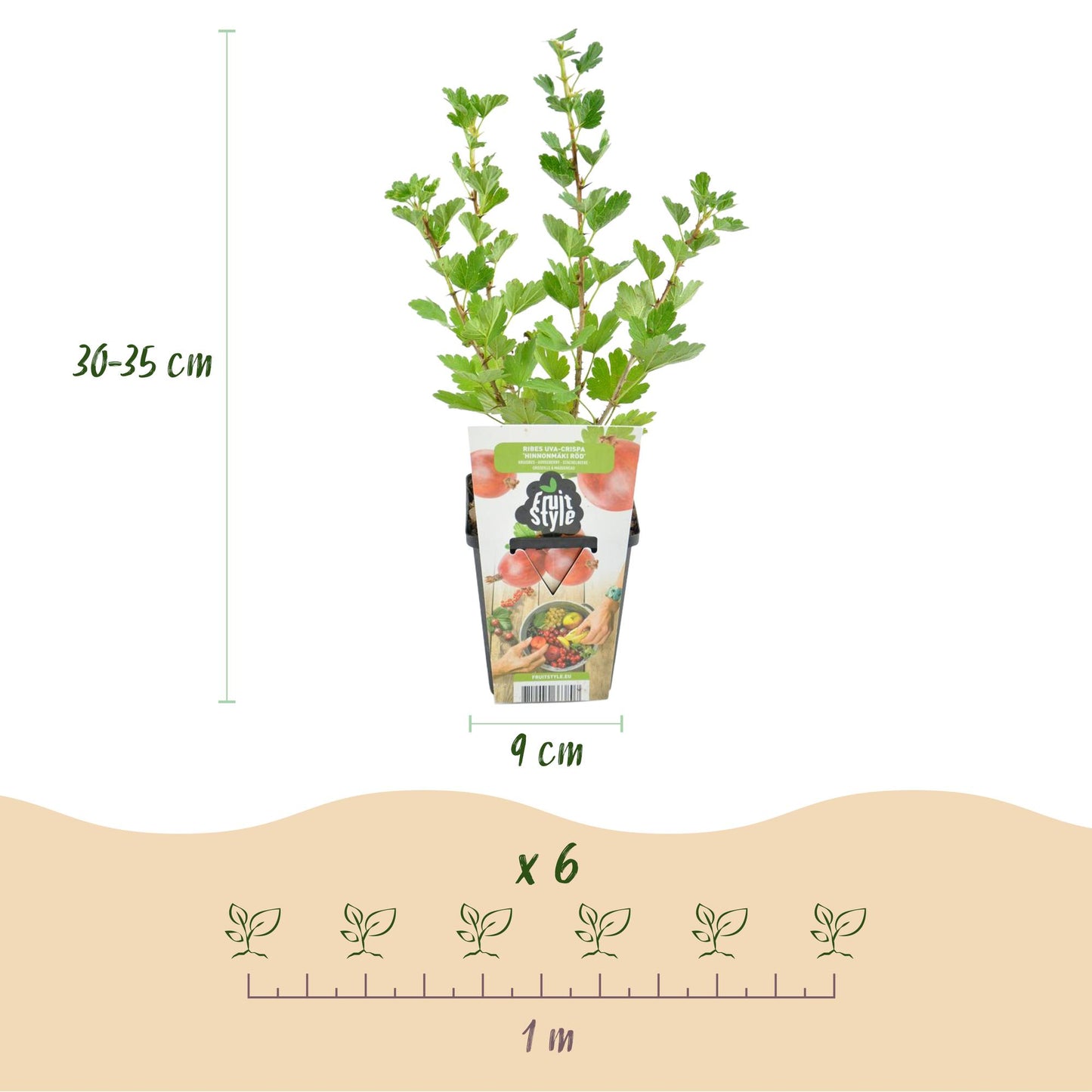 Green boutiQ - Fruit Plants - Gooseberry - Ribes uva-crispa Hinnonmaki Rod - Winter Hardy - 3 Plants - Pot 9 cm - Red Currant
