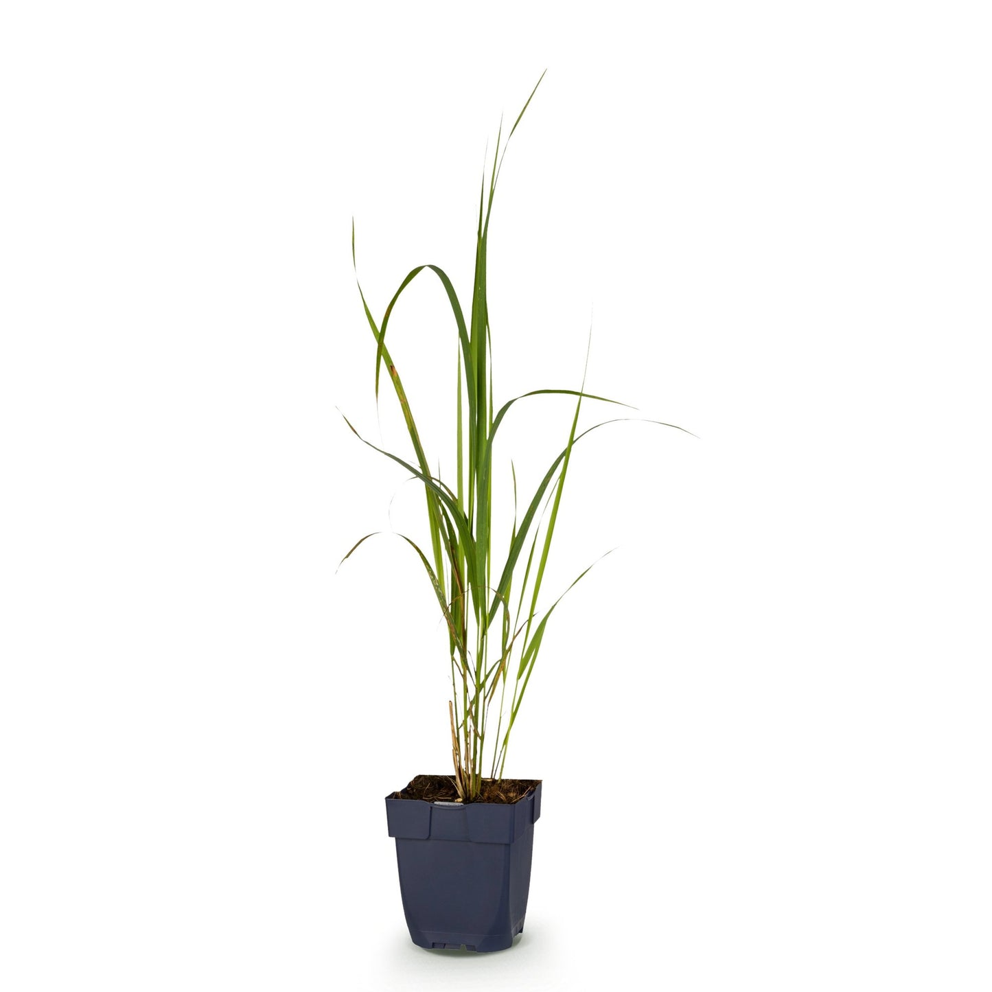 Grasses - Molinia arund. Karl Foerster - Purple Moor Grass - With Plume - Green - 1 Plant - Pot 11cm - Height 15-25cm