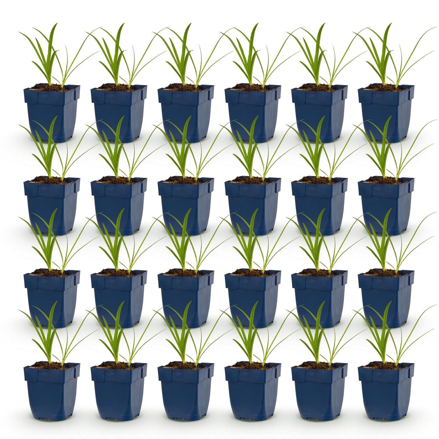 Green boutiQ - Plante vivace - Agapanthus africanus Albus - Lys africain - Attracteurs d'abeilles et de papillons - Blanc - 24 Plantes - Pot 11cm - Hauteur 15-25cm