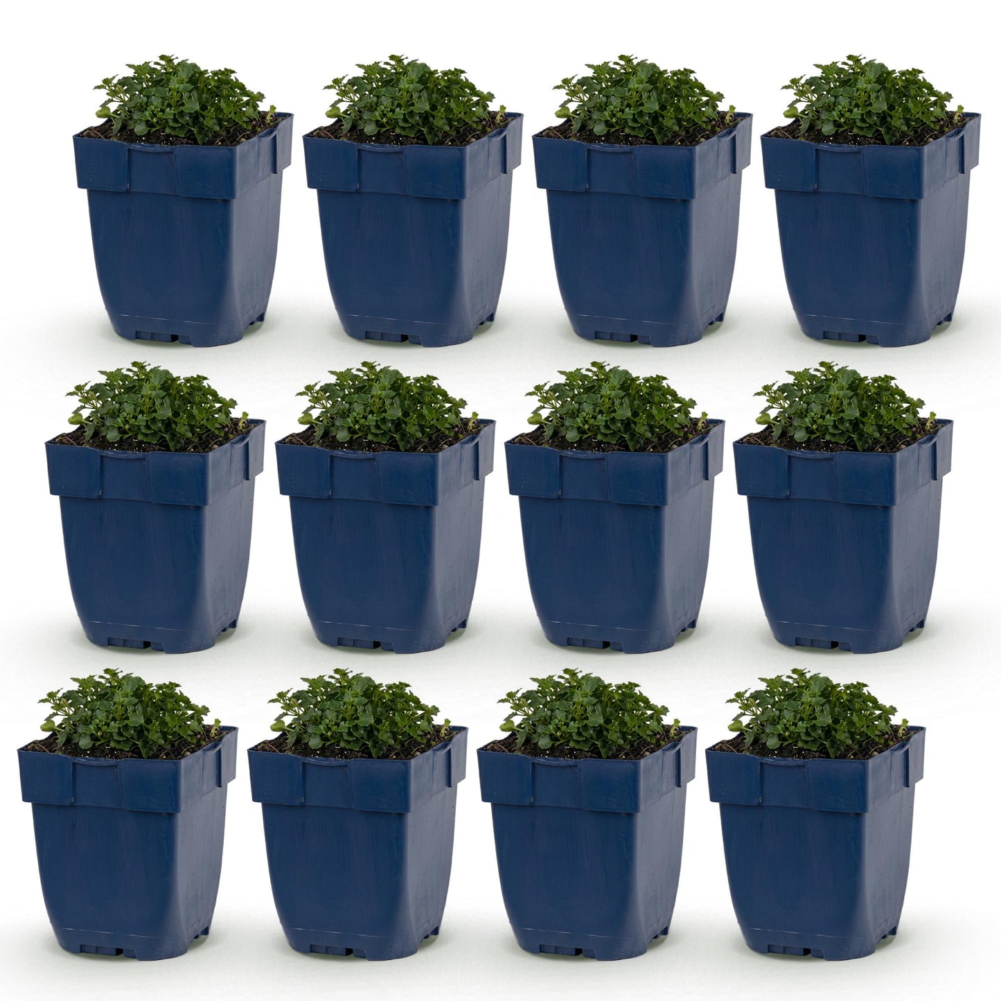 Green boutiQ - Plante vivace - Campanula portenschlagiana - Cloche à feuille de pêche - Couverture du sol - Rose - 12 Plantes - Pot 11cm - Hauteur 15-25cm