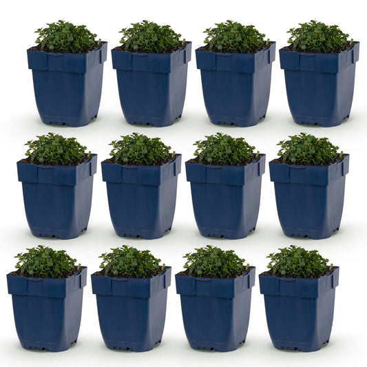 Green boutiQ - Plante vivace - Campanula portenschlagiana - Cloche à feuille de pêche - Couverture du sol - Rose - 12 Plantes - Pot 11cm - Hauteur 15-25cm