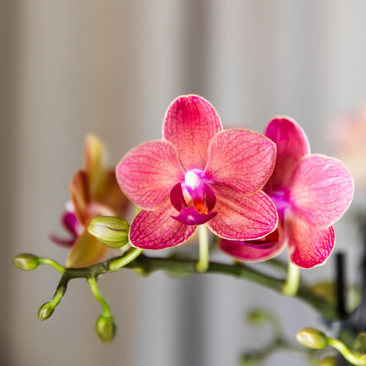 Kolibri Orchids | COMBI DEAL di 4 orchidee Phalaenopsis arancioni - Congo - diametro vaso 9cm | pianta da appartamento fiorita - fresca dal coltivatore