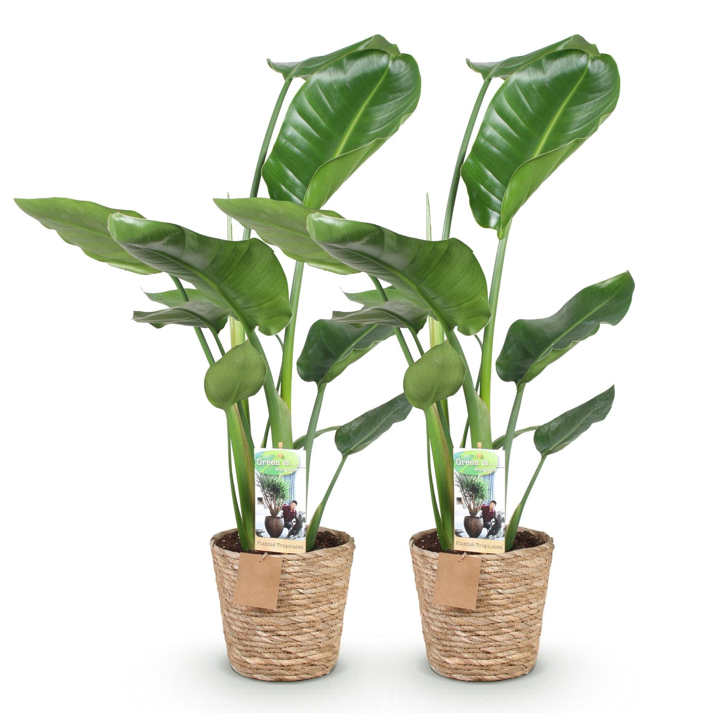 Green boutiQ - Houseplants - Strelitzia Nicolai - Bird of Paradise - Low maintenance - with basket - Green - 2 Plants - Pot 17cm - Height 70-90cm