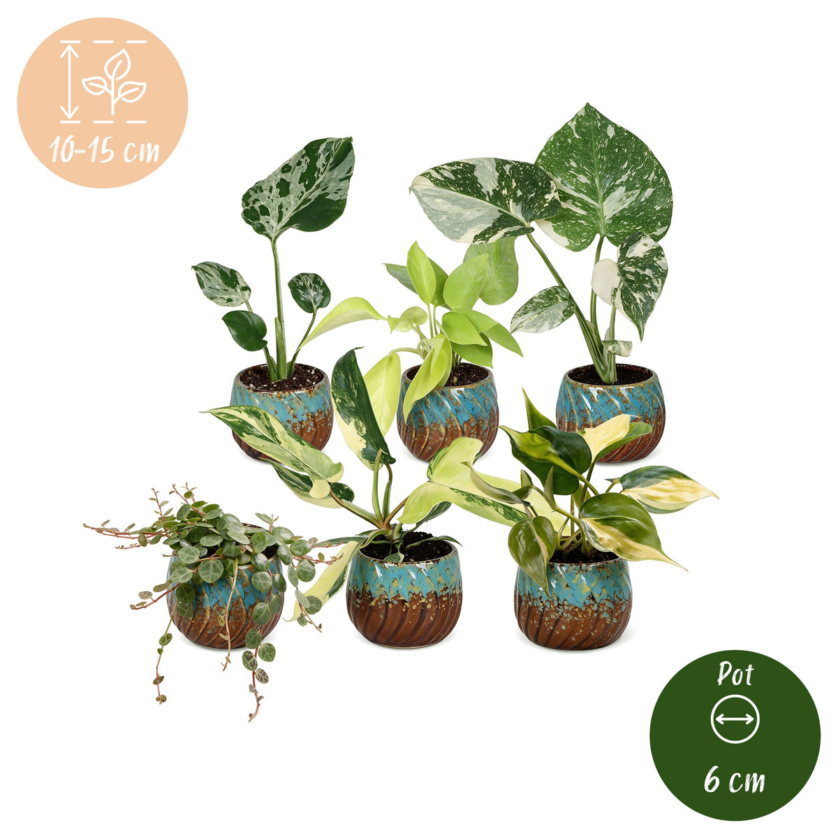 6x Baby Tropical Mix - Diversen - Tropisch - incl. Copper Reef - Ø6cm - ↕10-15cm