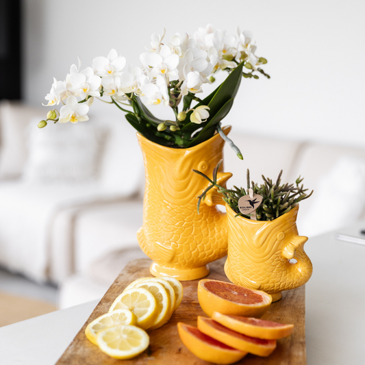Orchidee colibrì | Orchidea bianca 'Nazaré' + Vaso per pesci arancione - dimensioni vaso Ø9 cm | pianta d'appartamento in fiore - fresca dal coltivatore