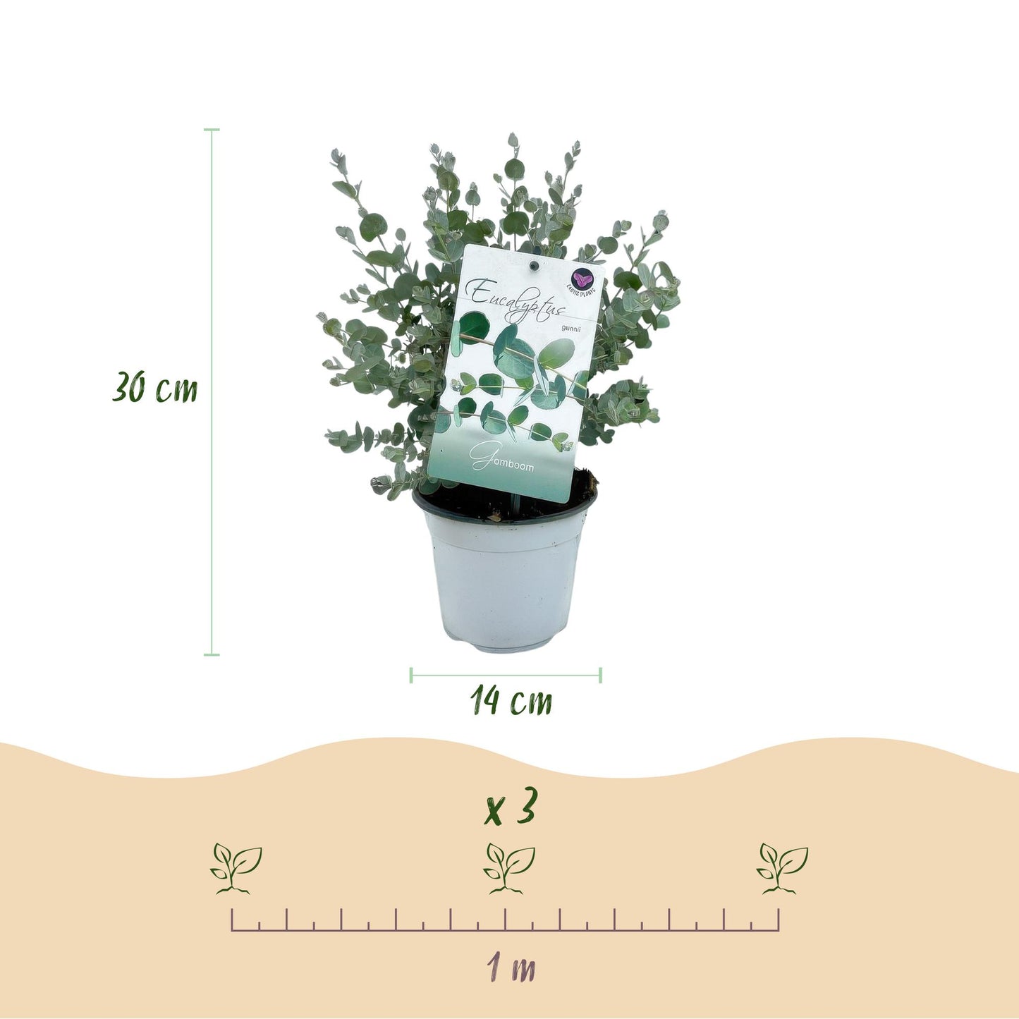 Green boutiQ - Terrasplant - Eucalyptus boom - Eucalyptus gunni  - Grijs - 2 Planten - Winterhard - Pot 14cm Hoogte 30cm
