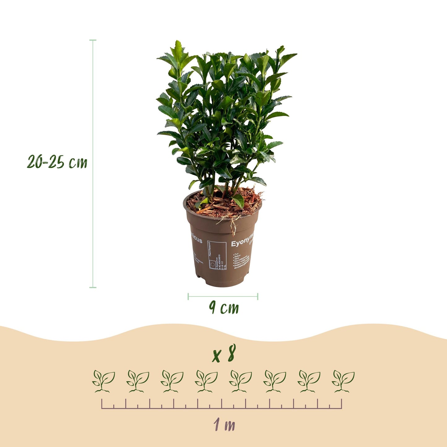 Green boutiQ - 40x Euonymus japonica Green Spire - Spindle Tree - Hedge Plants - Evergreen - Green - 9cm Pot - 20-25cm Height