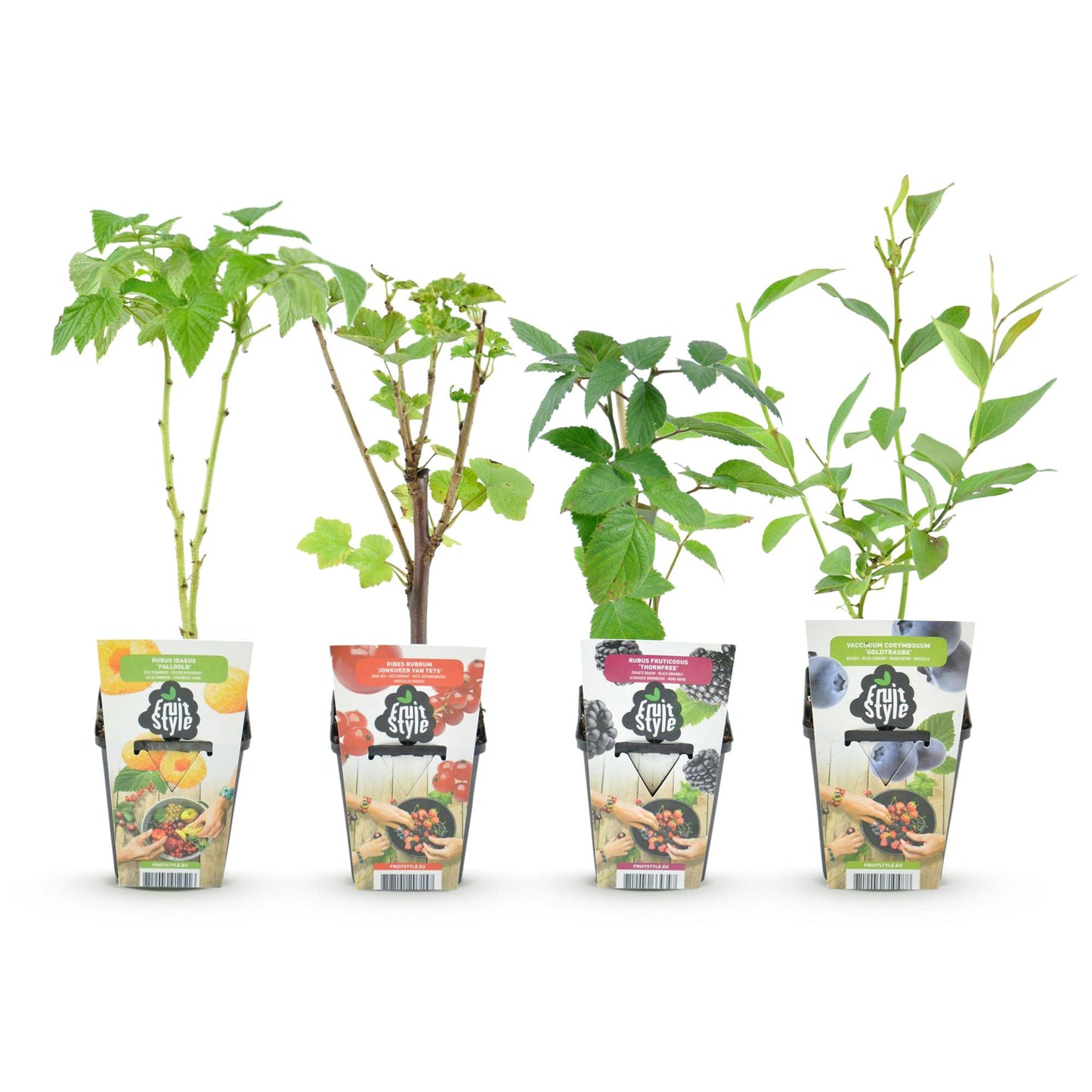 Green boutiQ - Fruit Plants - Rainbow - Red Currant - Yellow Raspberry - Blackberry - Blueberry - Winter Hardy - 4 Plants - 9cm Pot