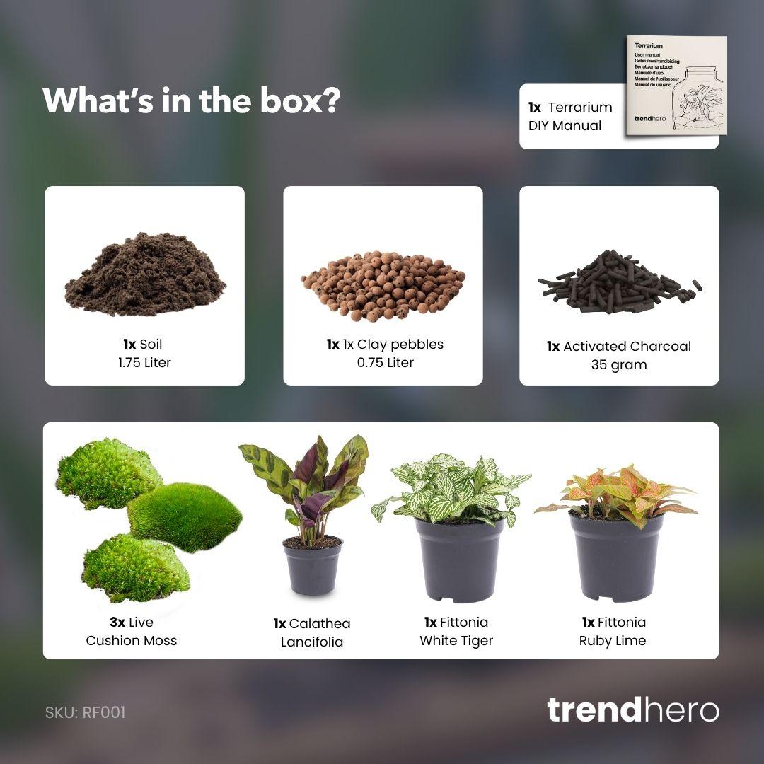 Plant terrarium refill &amp; starter pack - Calathea Lancifolia