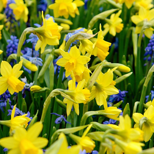 200x Narcissus Tete-A-Tete - Miniature Daffodil - Yellow - Spring flowering - Bulb size 10/11