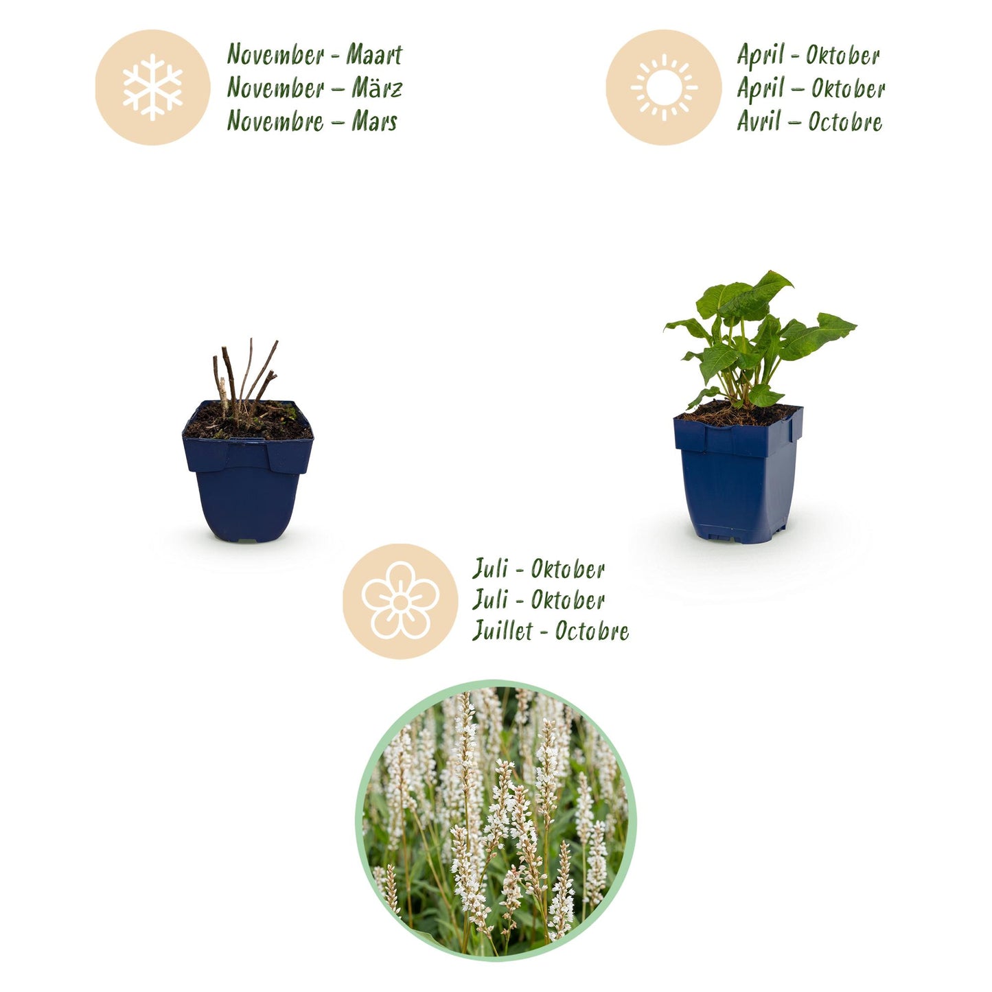Vasteplant - Persicaria ampl. Alba - Duizendknoop - Schaduw - Wit - 1 Plant - Pot 11cm - Hoogte 15-25cm