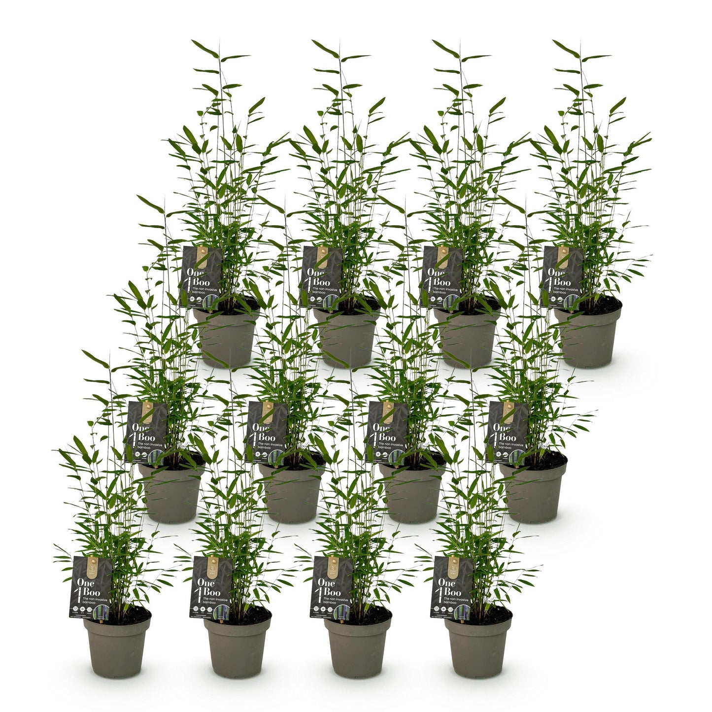 Green boutiQ - Bamboo - Fargesia Black Dragon - Evergreen - Non-invasive - Green - 12 Plants - Pot 14cm - Height 35cm